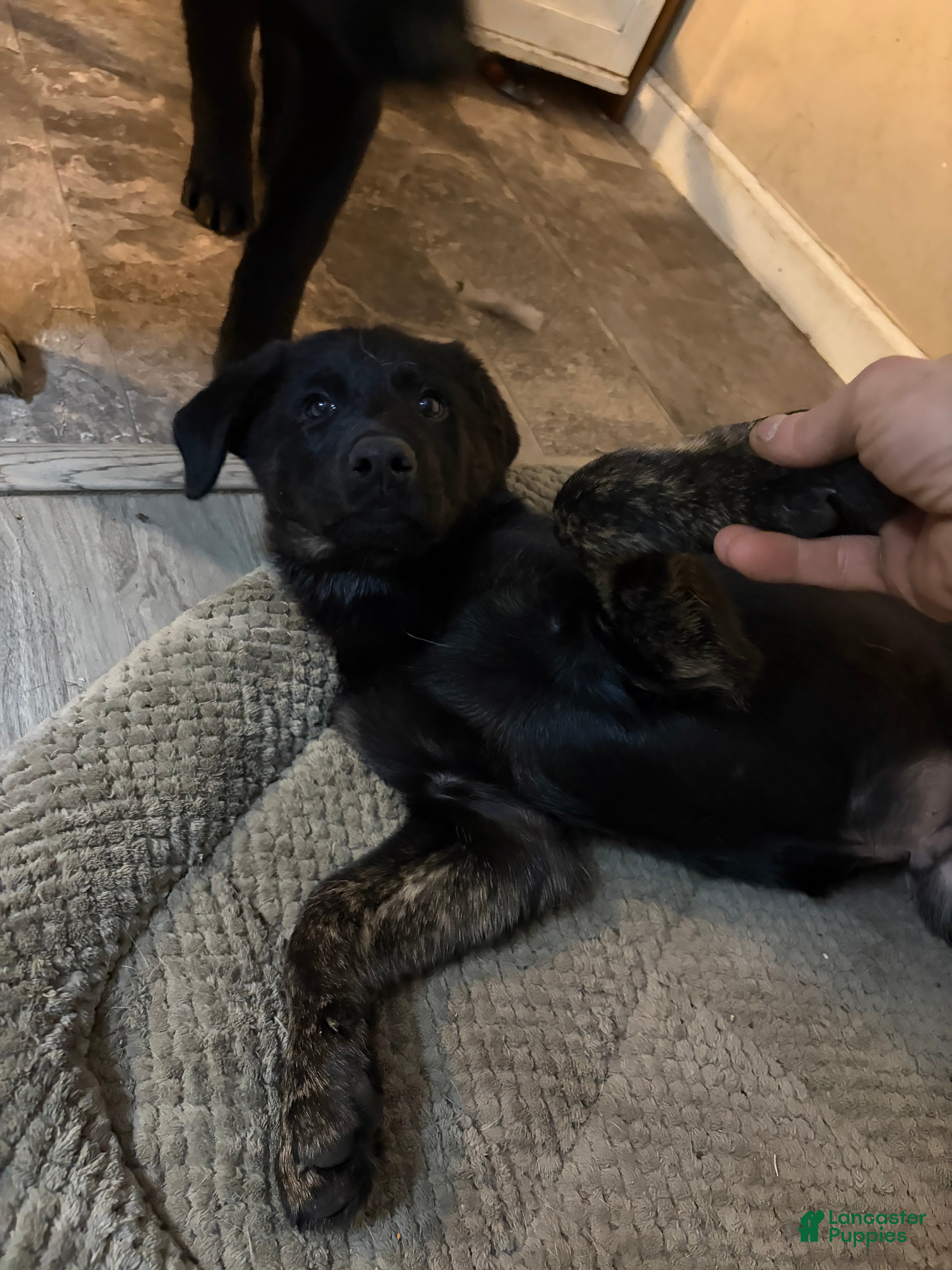 Golden Shepherd dogs Golden Shepherd Puppy 2 - Ad 1