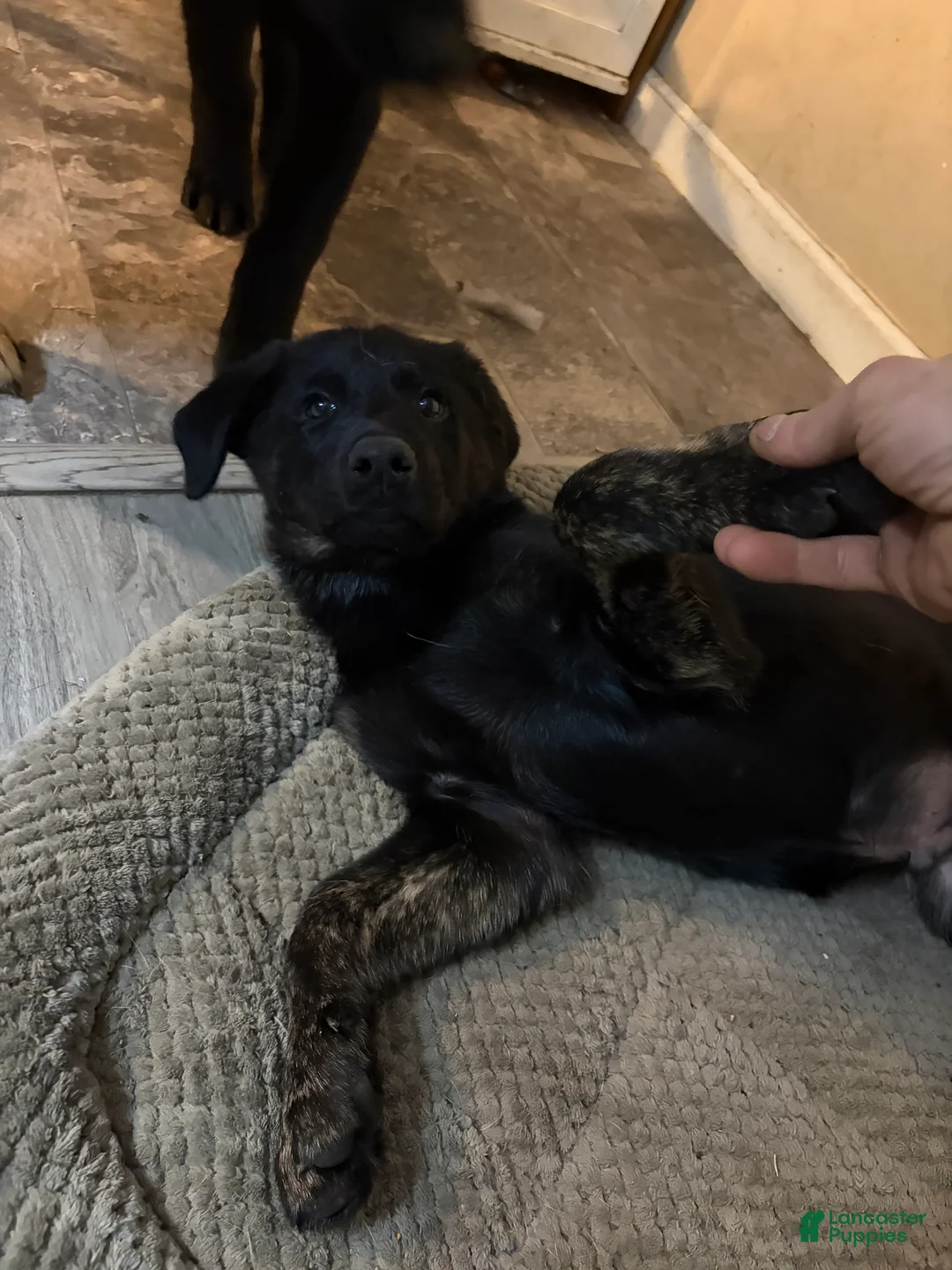 Golden Shepherd dogs for sale: Golden Shepherd Puppy 2 - Ad 1