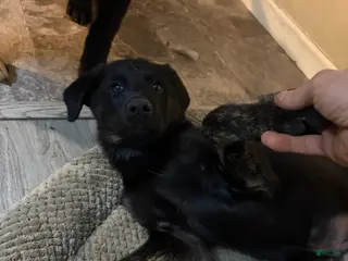 Golden Shepherd dogs Golden Shepherd Puppy 2 - Ad 1