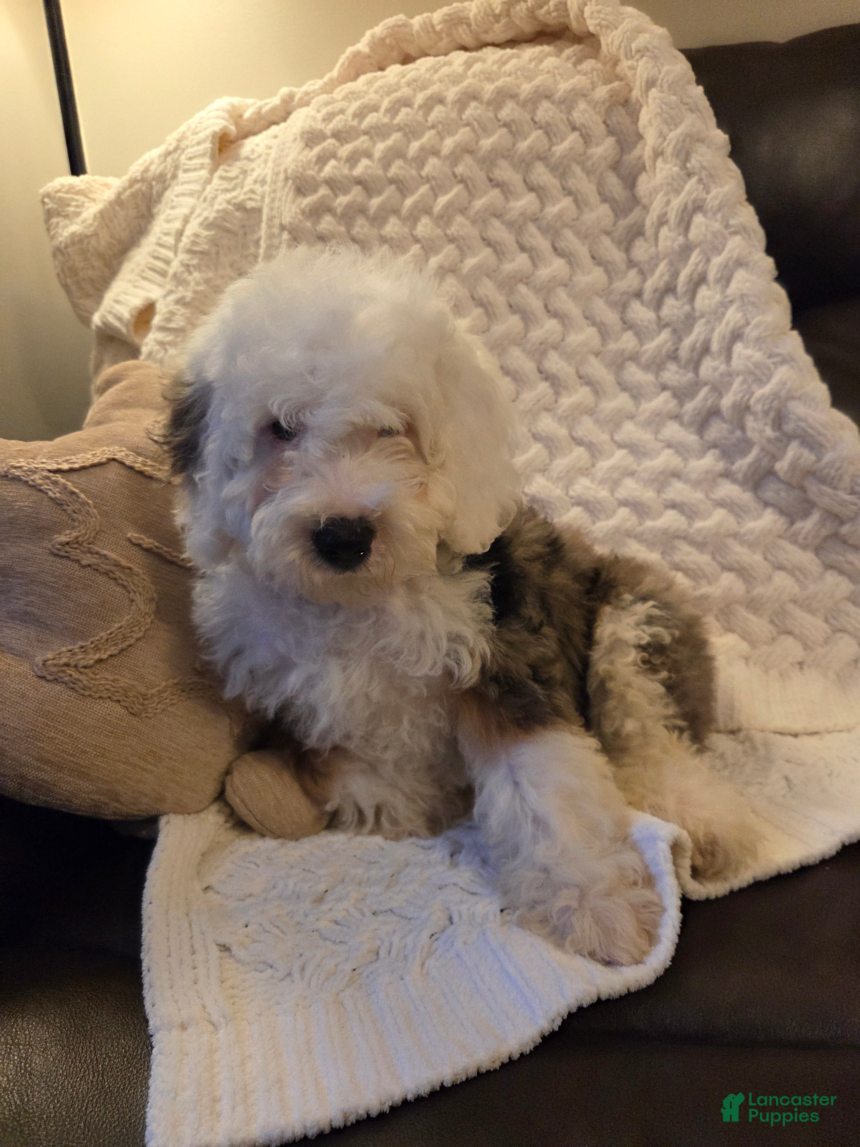 Mini Bernedoodle dogs ESME - FEMALE Mini Bernedoodle 4 - Ad 2