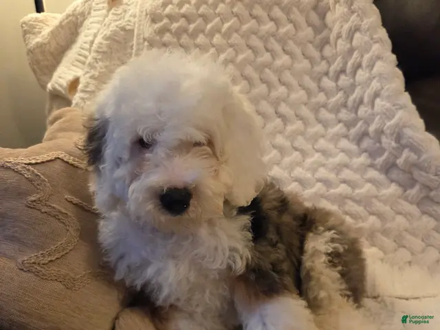 Mini Bernedoodle dogs ESME - FEMALE Mini Bernedoodle 4 - Ad 2