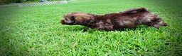 Havapoo dogs for sale: Frisco - Ad 11
