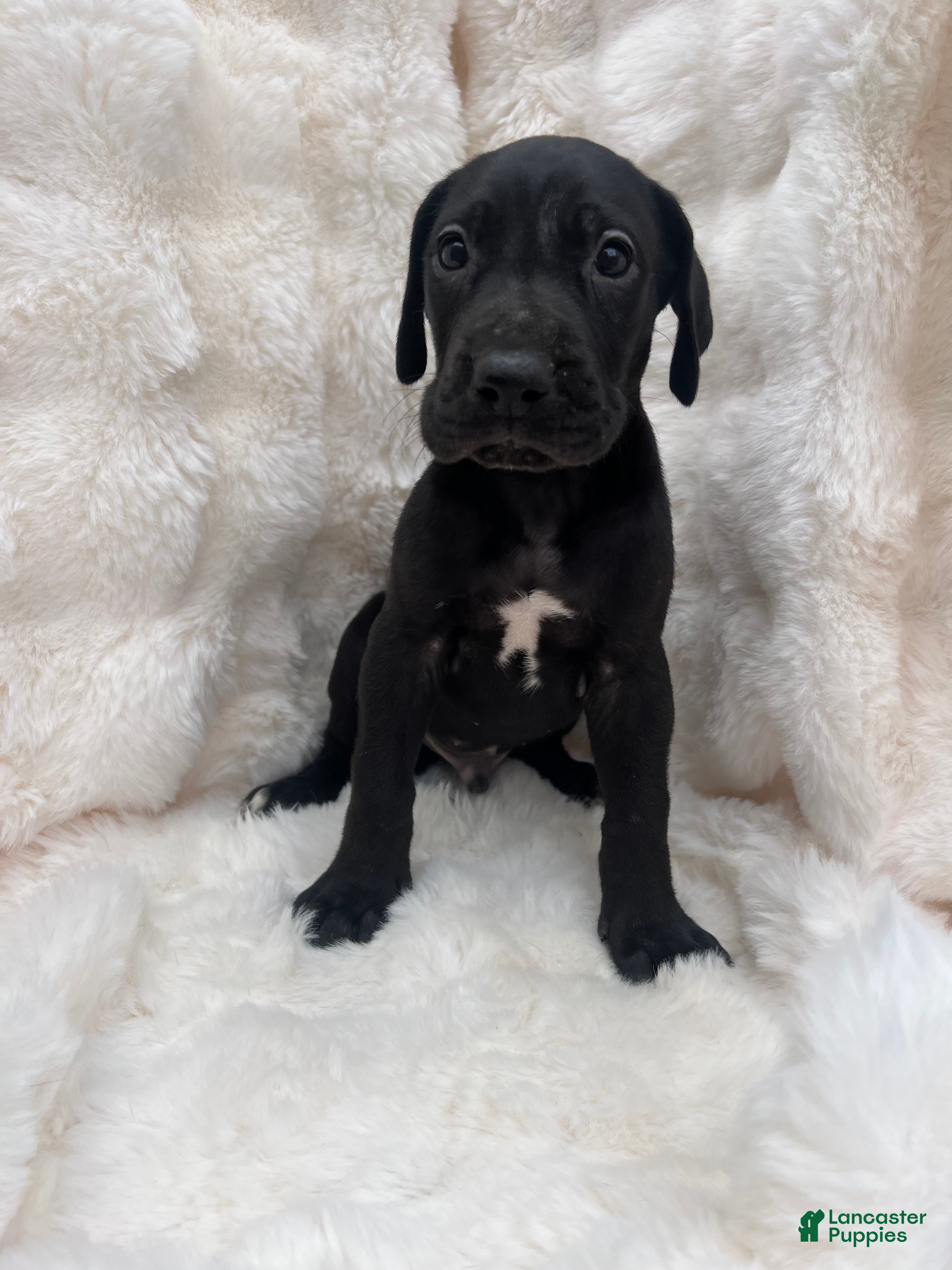 Great Dane dogs Independent  - Ad 5