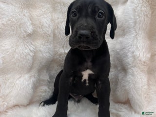 Great Dane dogs Independent - Ad 5