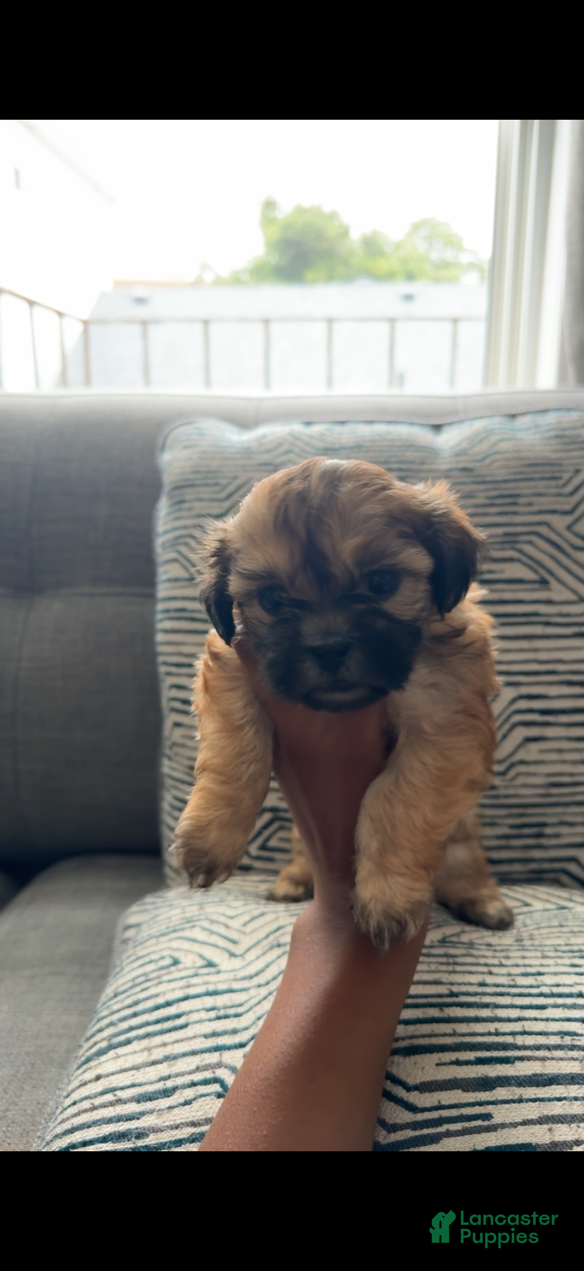 Teddy Bear dogs Paisley - Ad 39