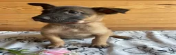 Belgian Malinois dogs for sale: Duke - Ad 2