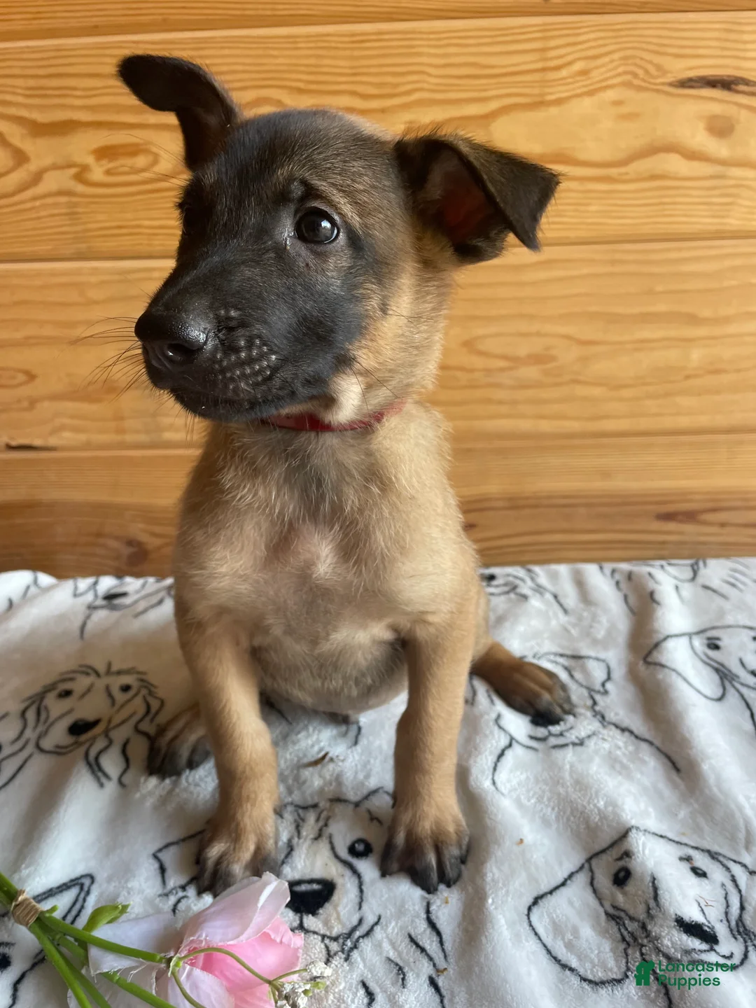 Belgian Malinois dogs for sale: Duke - Ad 2