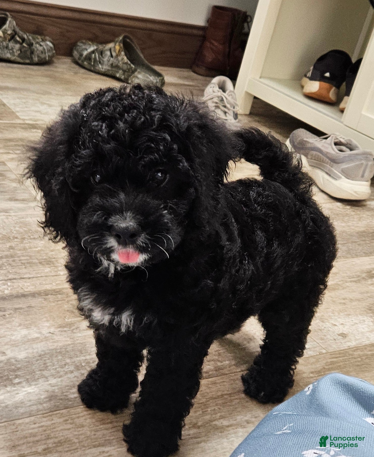 Mini Bernedoodle dogs Courtney - Ad 2