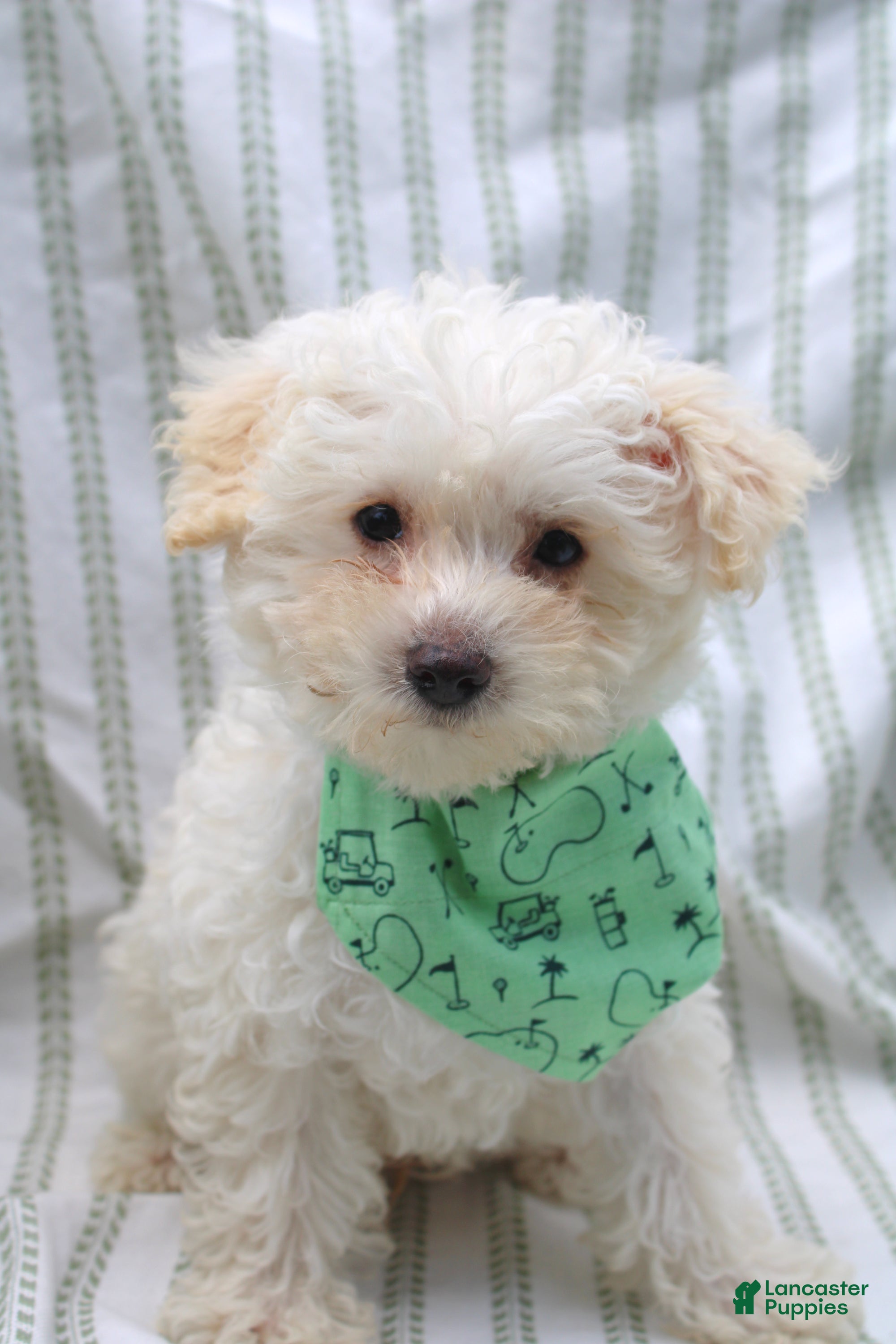 Yorkiepoo dogs Onyx - Ad 1