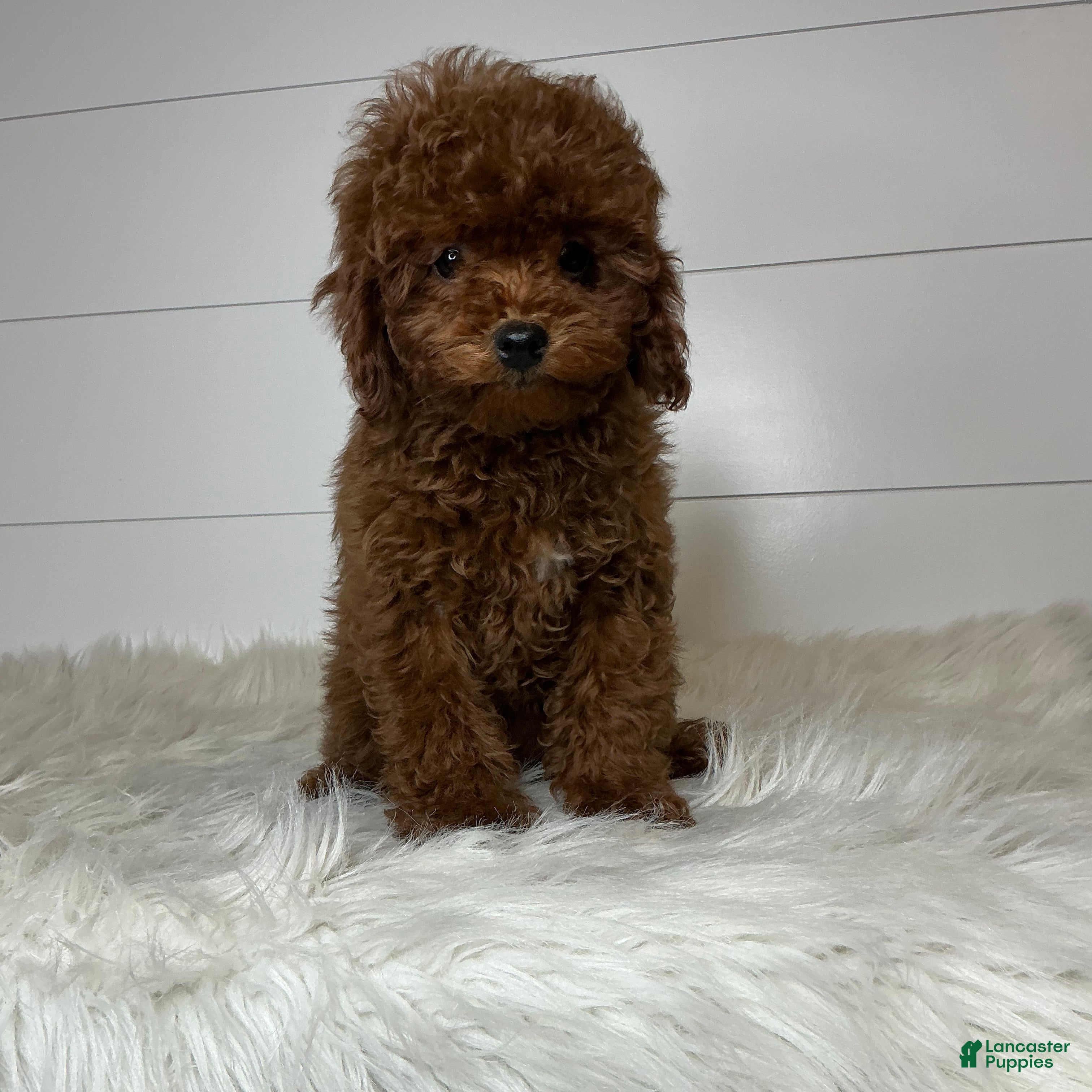 Cavapoo dogs Pip - Ad 31