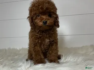 Cavapoo dogs Pip - Ad 31