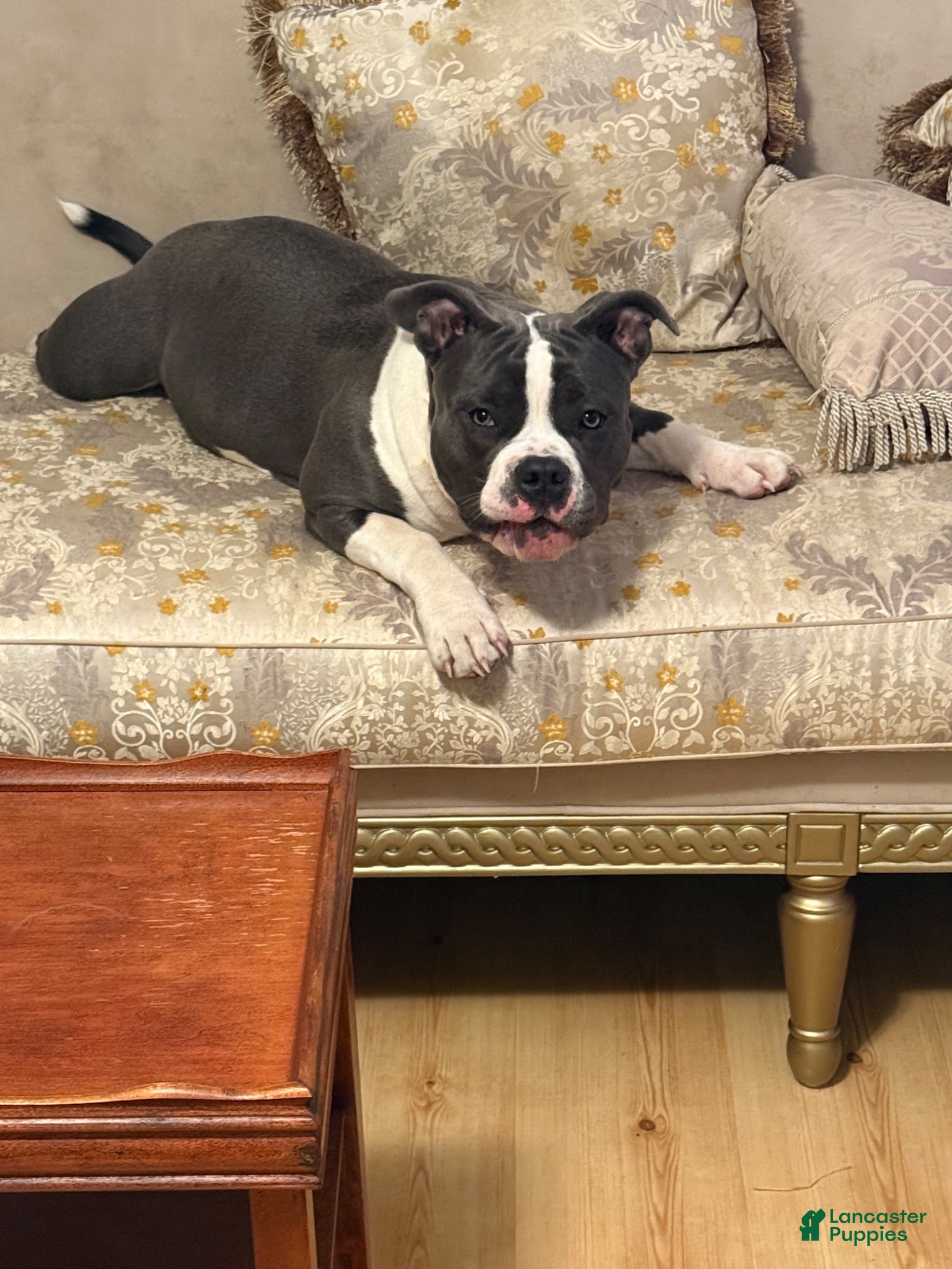 American Bully dogs Blue  - Ad 2