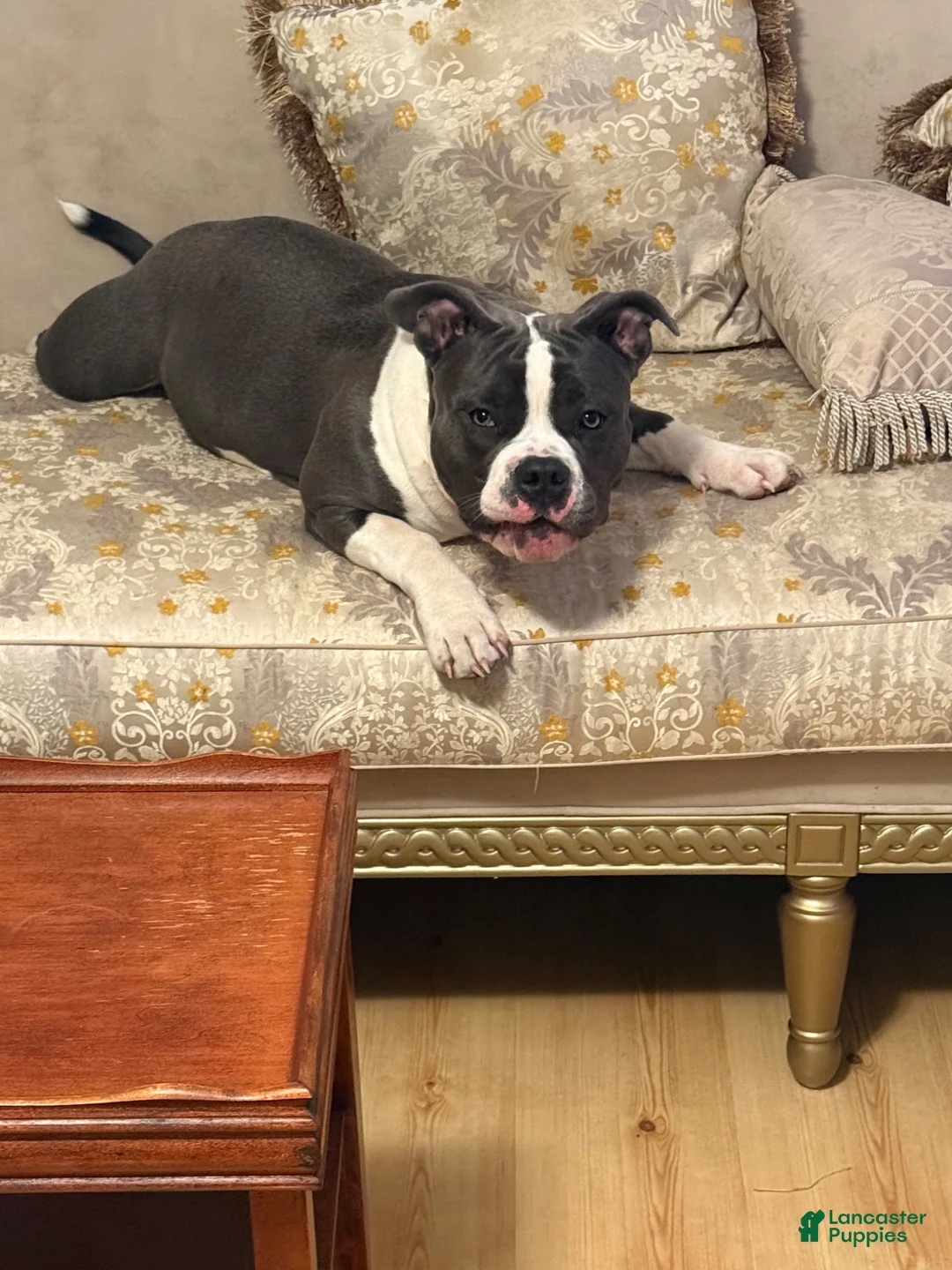 American Bully dogs for sale: Blue  - Ad 2
