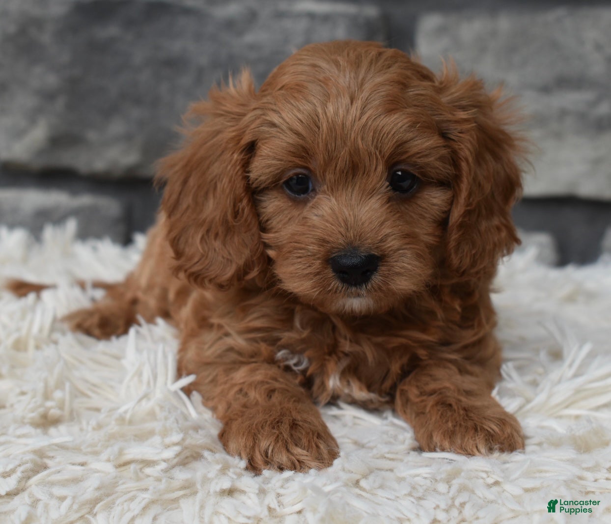 Cavapoo dogs Ranger  - Ad 2