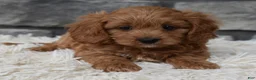 Cavapoo dogs for sale: Ranger  - Ad 2