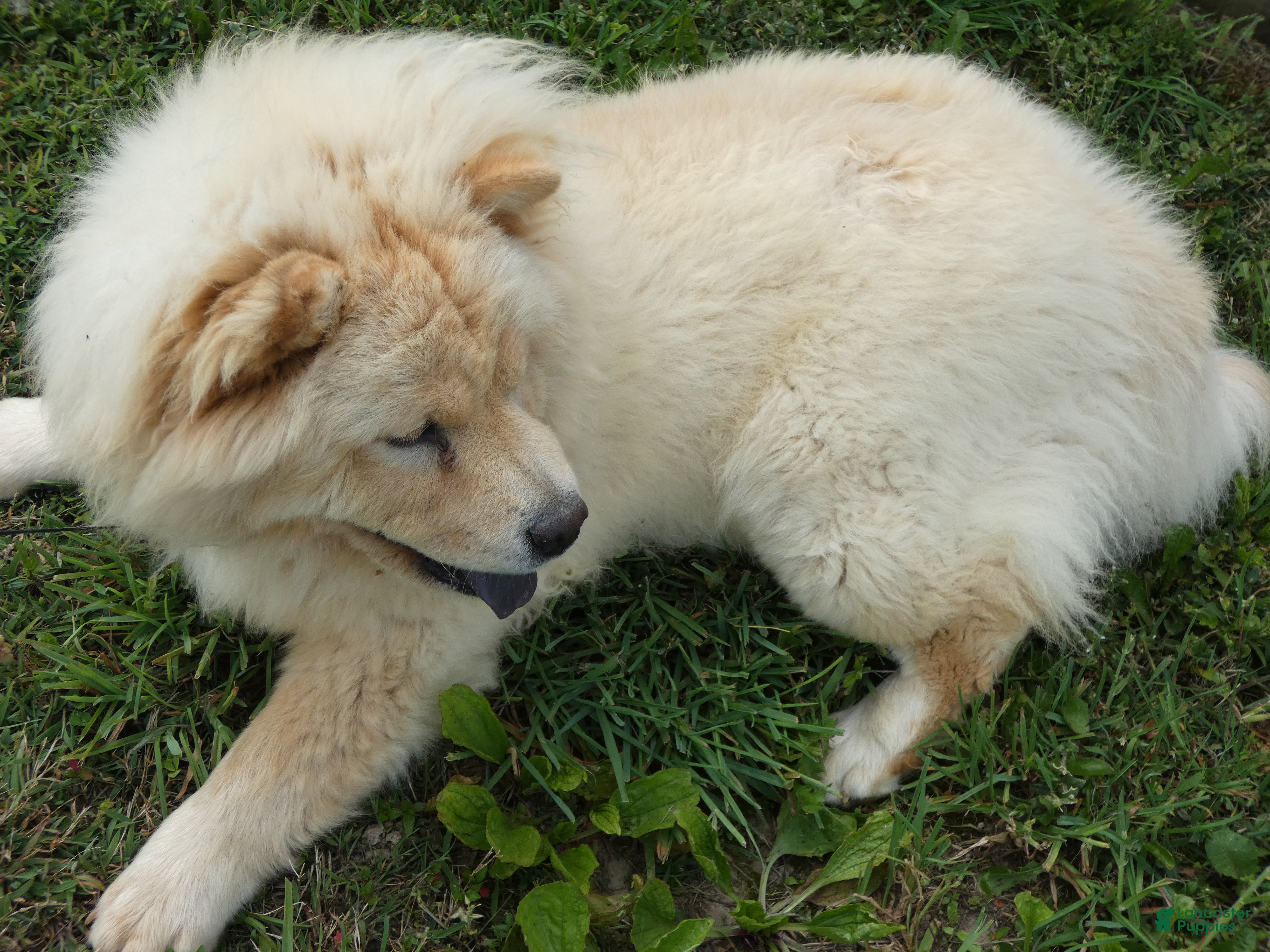 Chow Chow dogs Chow Chow Puppy 1 Gordy - Ad 6