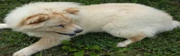 Chow Chow dogs for sale: Chow Chow Puppy 1 Gordy - Ad 1