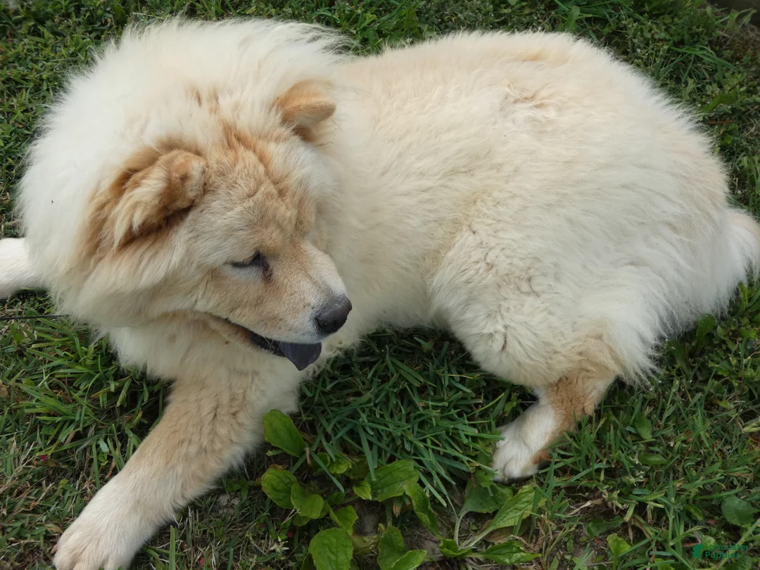 Chow Chow dogs for sale: Chow Chow Puppy 1 Gordy - Ad 1