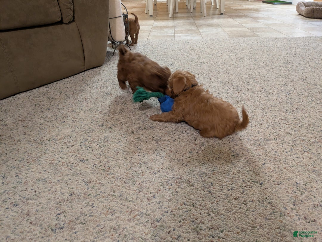 Jackapoo dogs for sale: Jasper - Ad 10