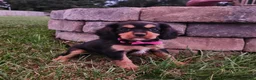 Cavalier King Charles Spaniel dogs for sale: Reeses - Ad 4