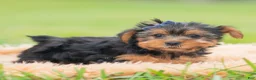 Yorkshire Terrier dogs for sale: Cannoli - Ad 4