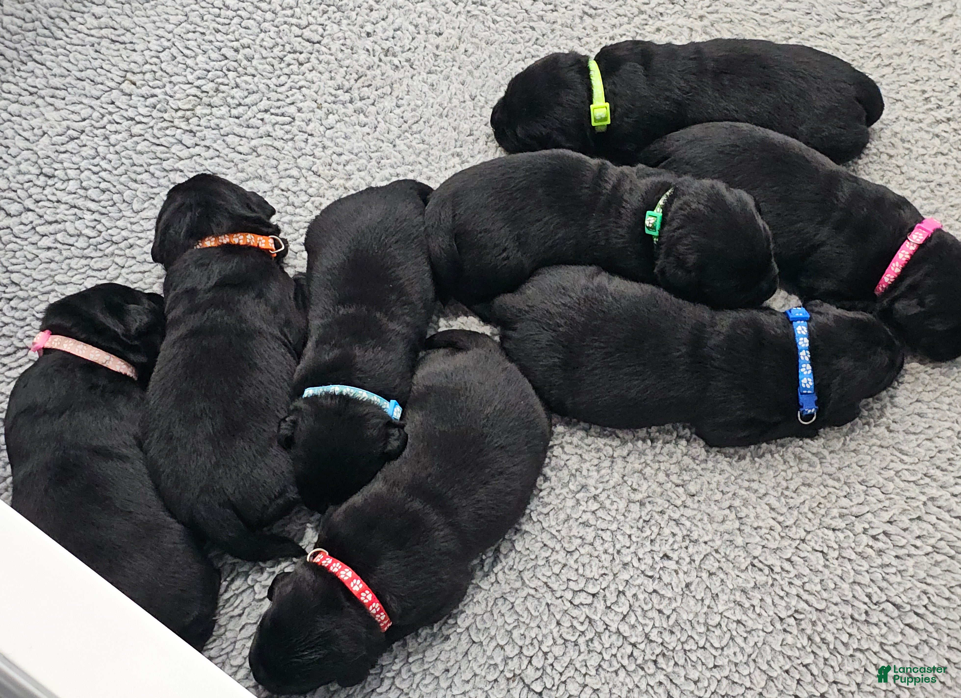 Labrador Retriever dogs Labrador Retriever 1 - Ad 28