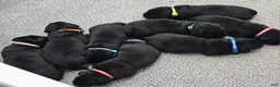 Labrador Retriever dogs for sale: Labrador Retriever 1 - Ad 1