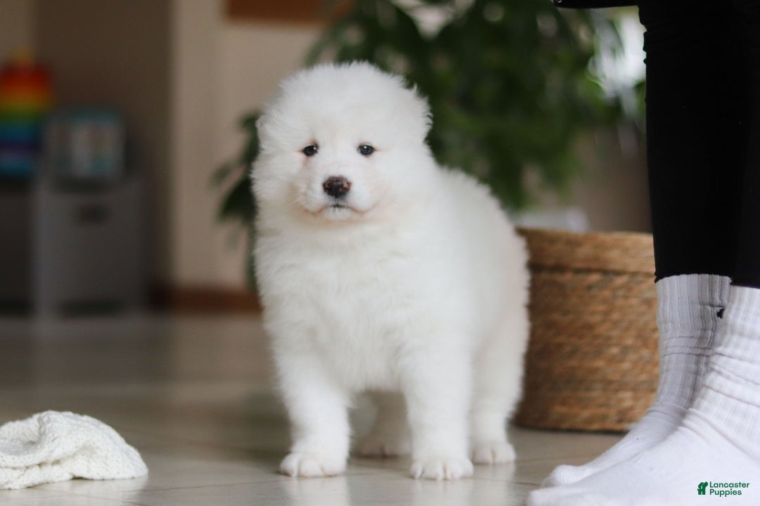 Samoyed dogs for sale: Fern - Ad 7