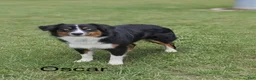 Miniature Australian Shepherd dogs for sale: Ocean - Ad 11