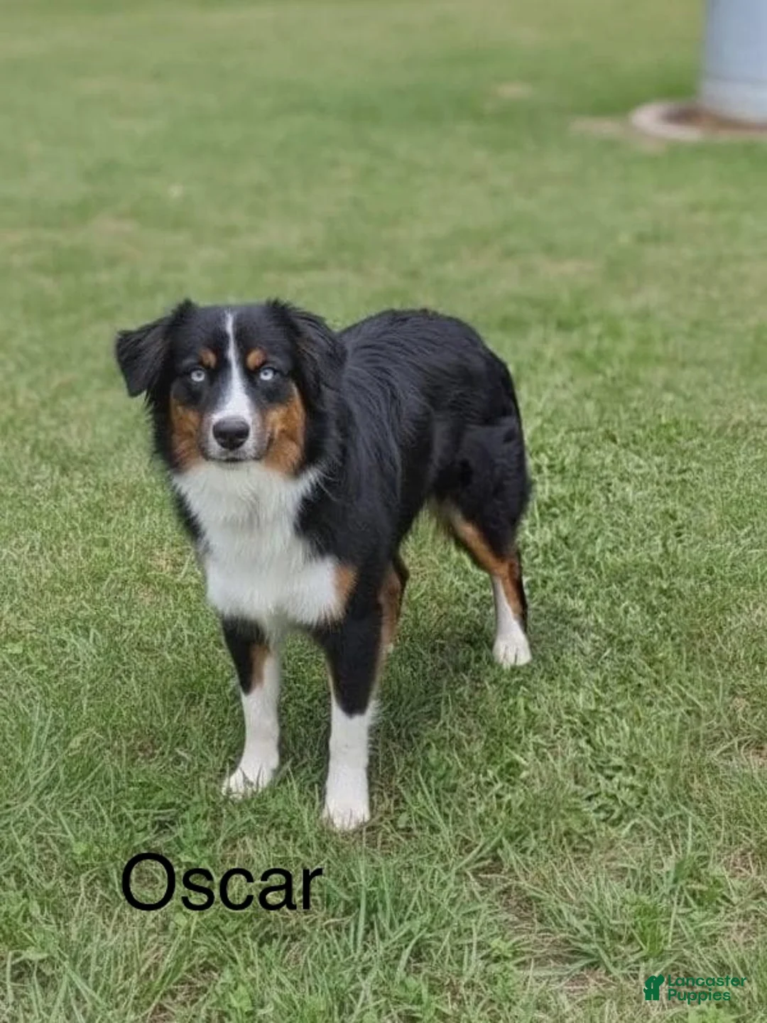 Miniature Australian Shepherd dogs for sale: Ocean - Ad 11