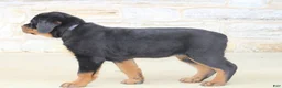 Rottweiler dogs for sale: Holly - Ad 7