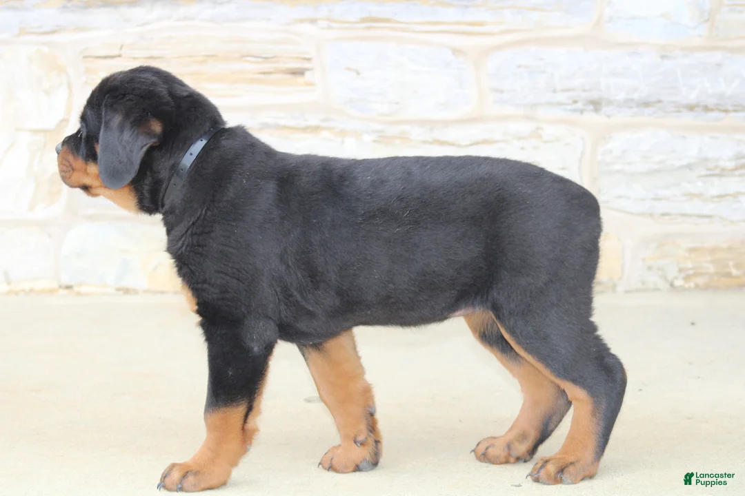 Rottweiler dogs for sale: Holly - Ad 7