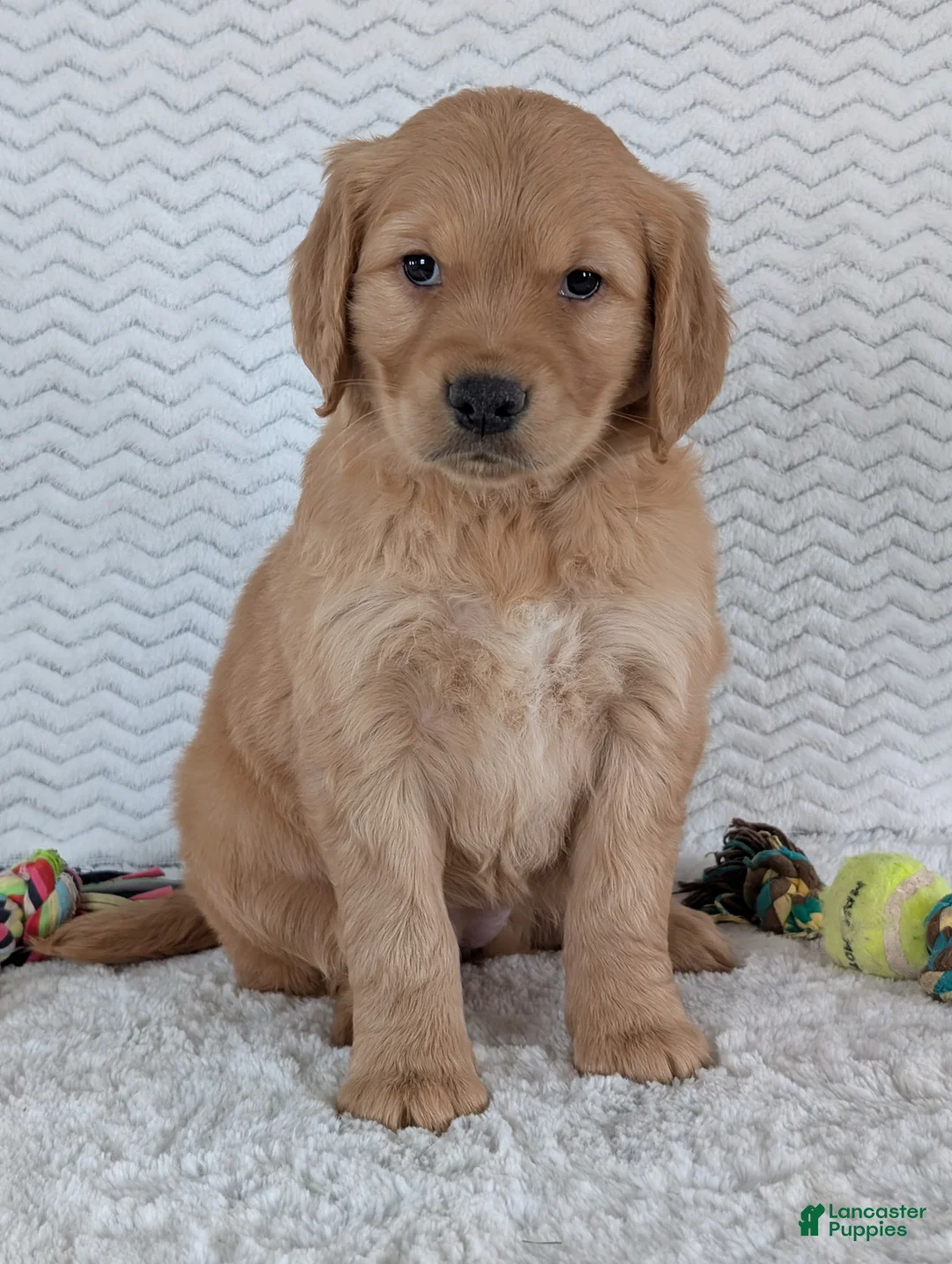 Golden Retriever dogs for sale: Miss Ruby  - Ad 13