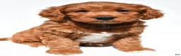 Mini Goldendoodle dogs for sale: Holly - Ad 8
