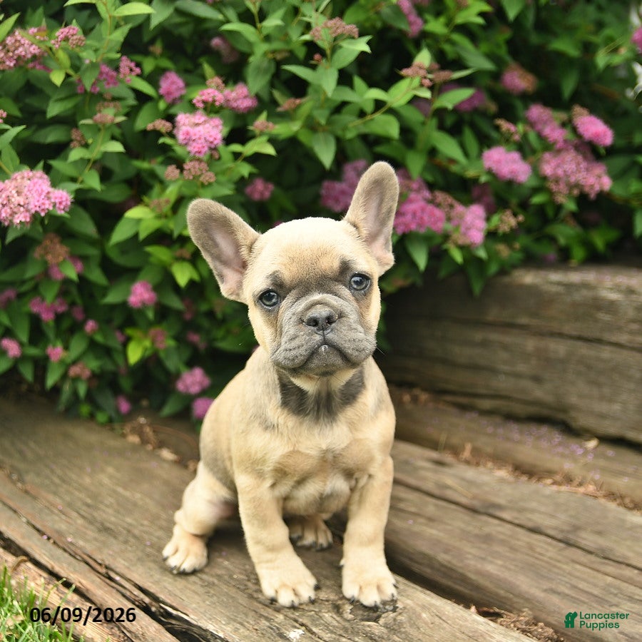 French Bulldog dogs Lacey - Ad 1