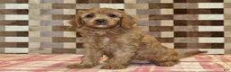 Cavapoo dogs for sale: Ellie - Ad 4