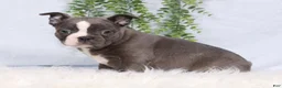 Frenchton dogs for sale: SIlver - Ad 3