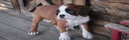 Boxer dogs for sale: Violet - Ad 5