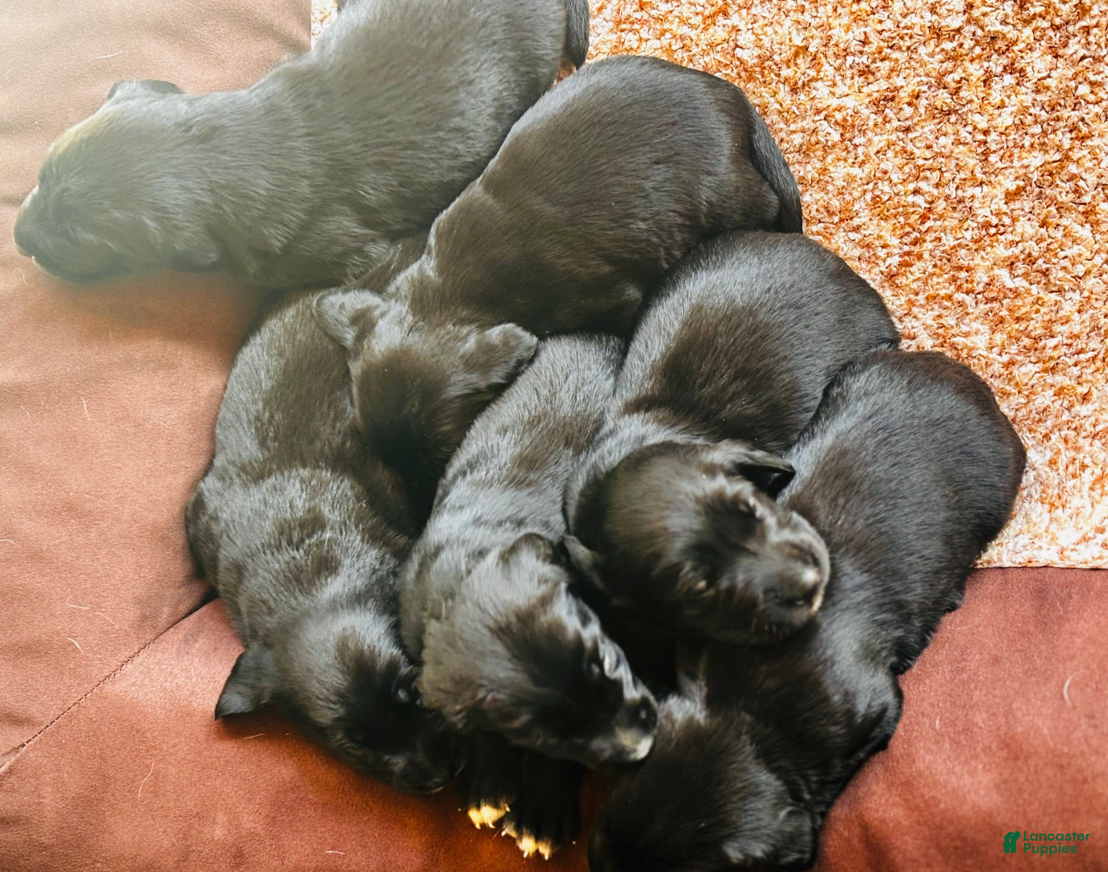 Mixed Breed dogs Mixed Breed 1 - Ad 17