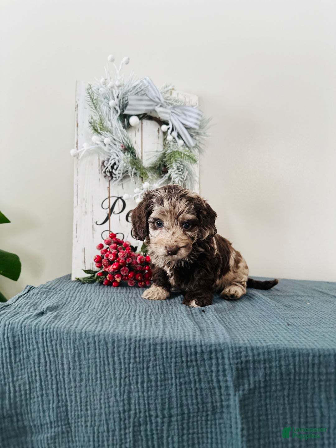 Mixed Breed dogs for sale: Dasher - Ad 5