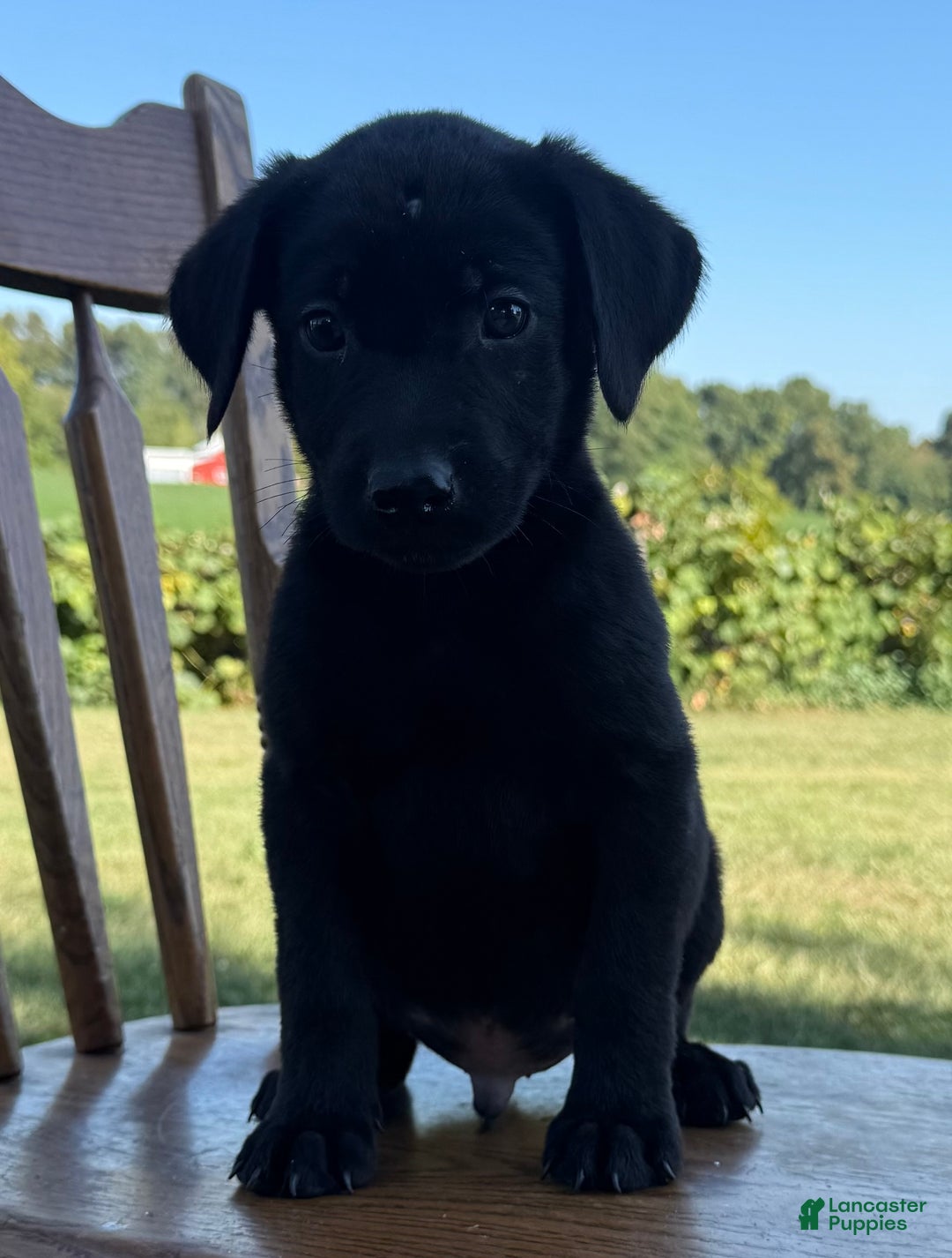 Labrador Retriever dogs for sale: Denver - Ad 5