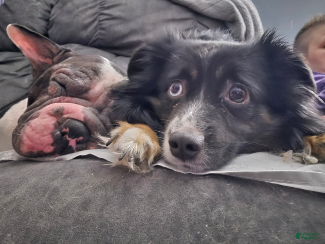 Mixed Breed dogs for sale: Red - Ad 16