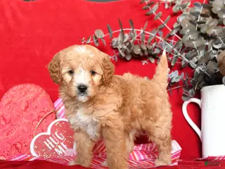 Yorkiepoo dogs Camelot - Ad 4