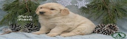 Golden Retriever dogs for sale: Patsie - Ad 2