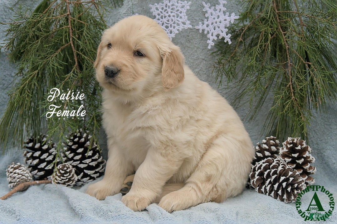 Golden Retriever dogs for sale: Patsie - Ad 2