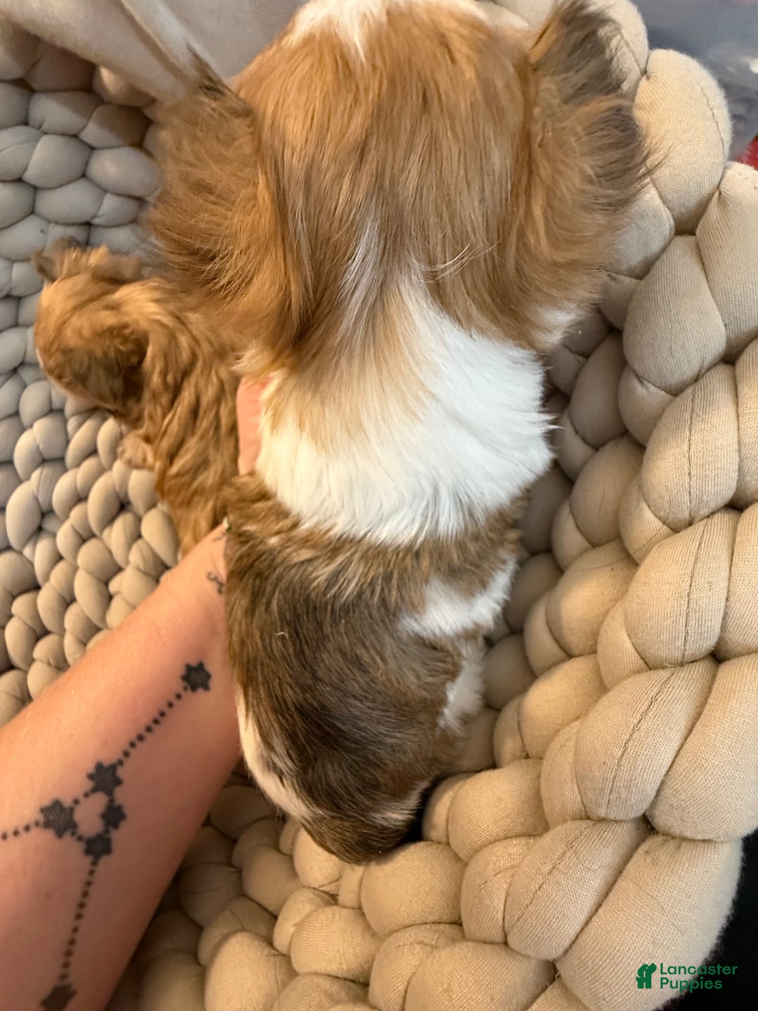 Morkie dogs for sale: TEACUP JOY  - Ad 7