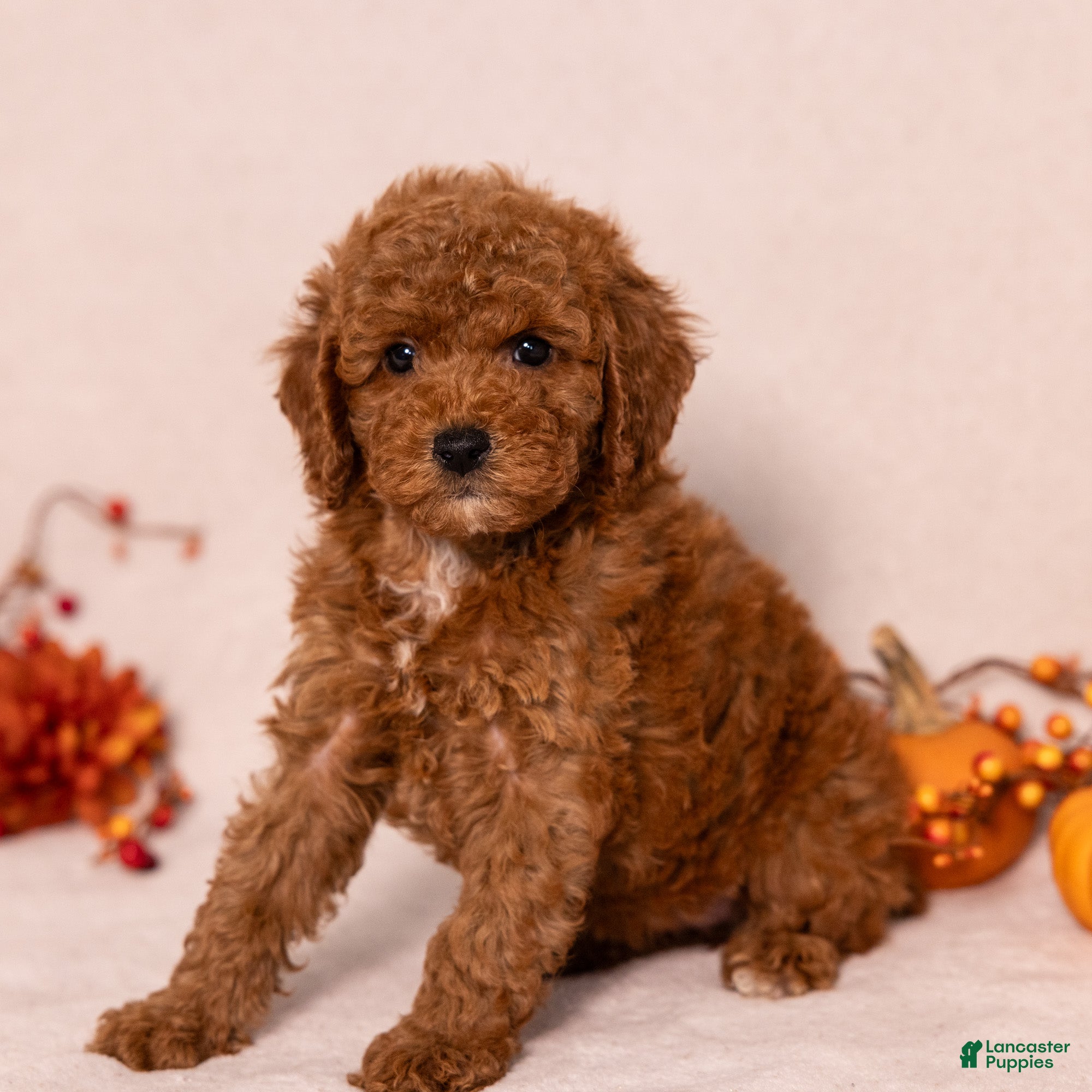 Miniature Poodle dogs for sale: Nala - Ad 2
