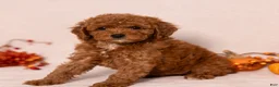 Miniature Poodle dogs for sale: Nala - Ad 2
