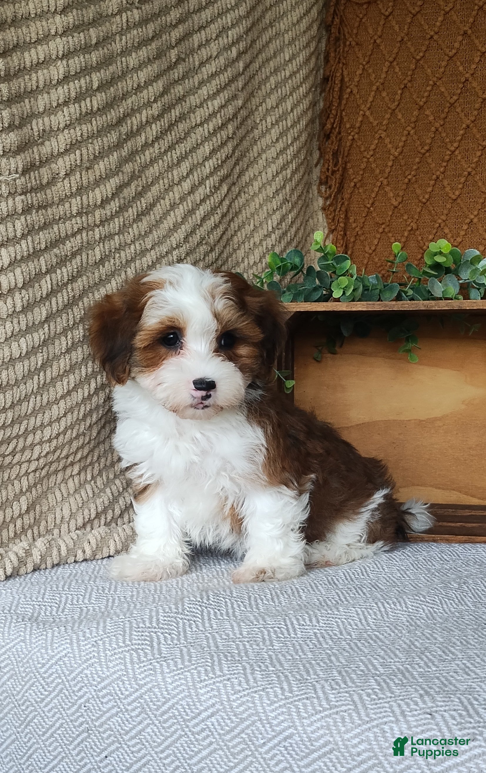Havanese dogs Dawson  - Ad 2
