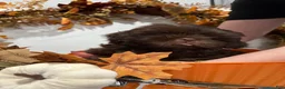Shih Tzu dogs for sale: Marshmallow - Ad 2